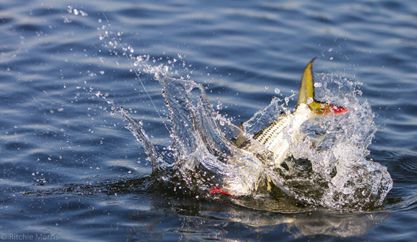 ZAMBEZI TIGER FLY FISHING