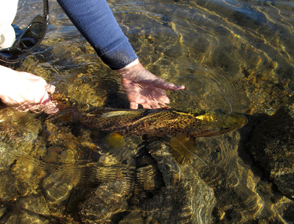 jindy01aug13-fish-release