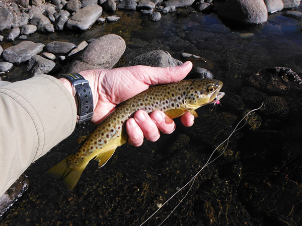 03 1st fish on the para RAB Emerger