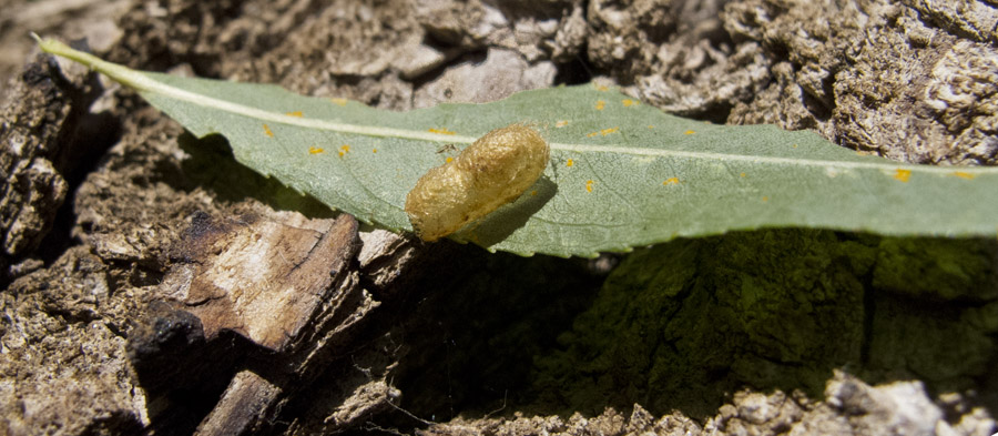 Sawflypupa