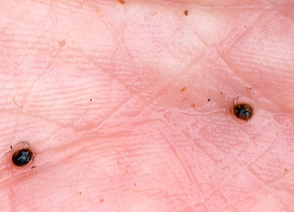 wATER pENNY IN HAND