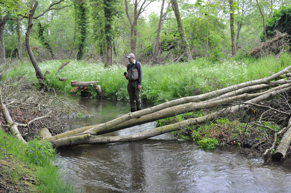 94439 SC Tree bridge 466