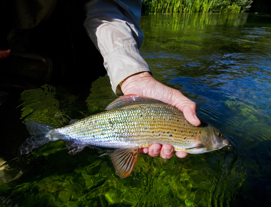 grayling 1