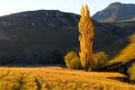 Sentinel Poplar tree, Bokspruit valley