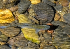 Trout over autumn leaves