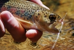 Trout_Tapestries_19
