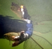 Underwater_trout_release_IMG_9906