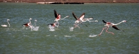 Running Flamingoes West Coast
