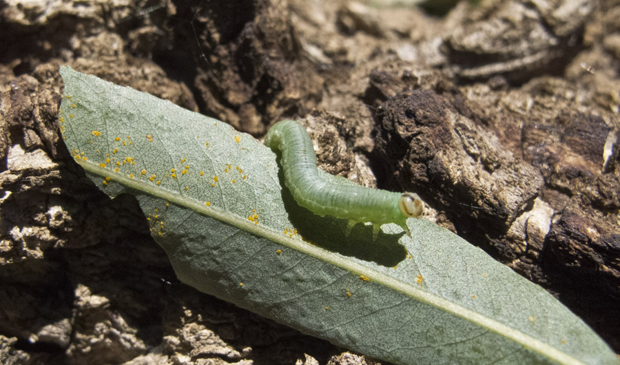 sawflylarva