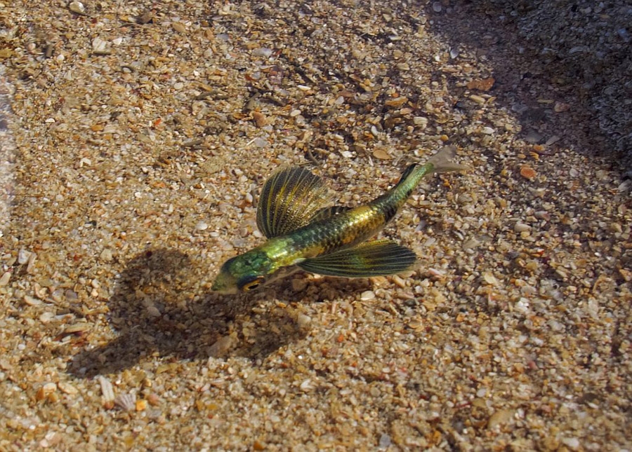 Juvenile flying fish – Text and images from Darryl Lampert