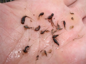 SURVEYS ON INSECTS AVAILABLE AS TROUT FOOD AND HOW TO SAMPLE THE STOMACH CONTENTS OF TROUT