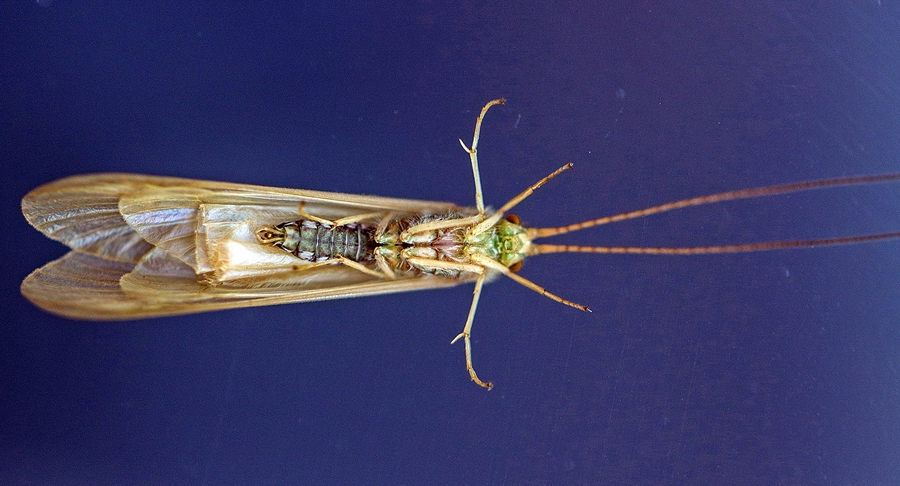 FROM GERHARD LAUBSCHER on HATCHING VAAL RIVER CADDISFLIES