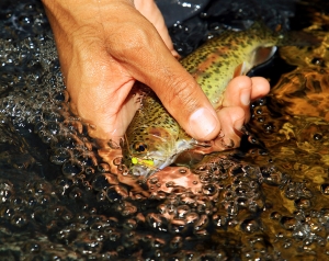 Why fish hoppers in Autumn? Of hoppers and toebiters by Ed Herbst.