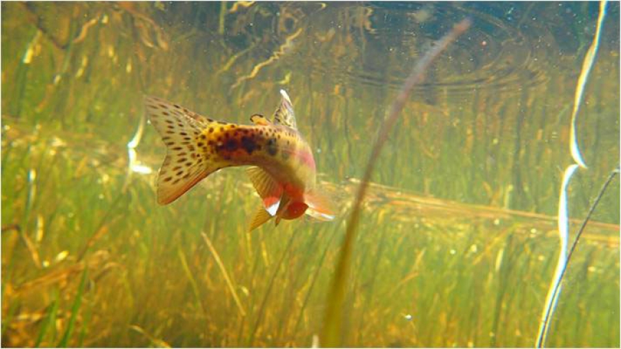 From Ian Douglas in California on Golden Trout with wonderful images