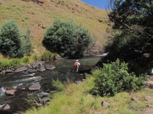 Wattles in the context of South African Trout streams - Text and pictures by Andrew Fowler