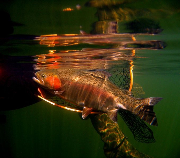 Large Stillwater Rainbow