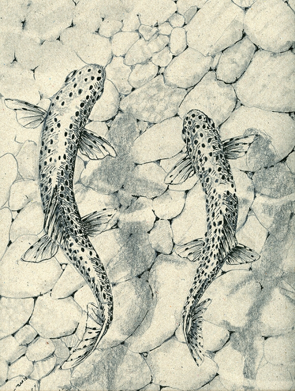 Two trout over pebbles on art board