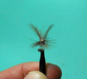 The CDC “X Factor” – a dry fly with significant advantages - By Ed Herbst