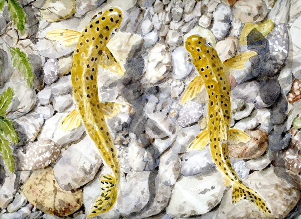 Two trout over pebbles 24 x 30
