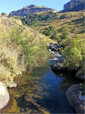 THE MAHAI IS A LITTLE FISHED TROUT STREAM IN THE NORTHERN DRAKENSBERG. MUNGO POORE WONDERS IF THIS MAYBE IS WHY SOME OF ITS FISH GET SO BIG.