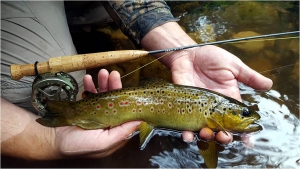 Short rods for small streams by Ed Herbst