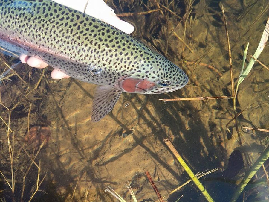 This week&#039;s fly-fishing report from KZN guide, Jan Korrubel