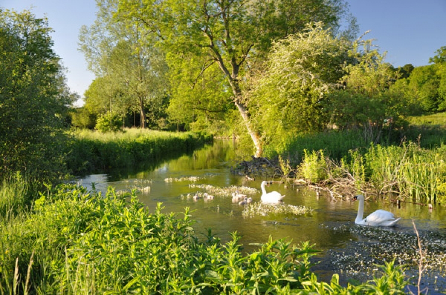 The River Doctor - A bio-engineer making a difference