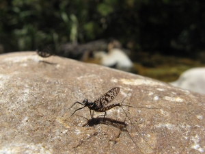 From my fishing notes – Step by step tying of the Mirage dry fly, an awkward trout, a perfect day with the Choroterpes mayfly and Bob Wyatt on trout and tippet diameter