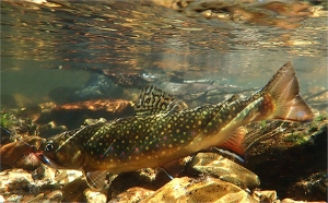 A New South Wales mini-grand slam; rainbow, brook and brown trout from tiny Australian streams