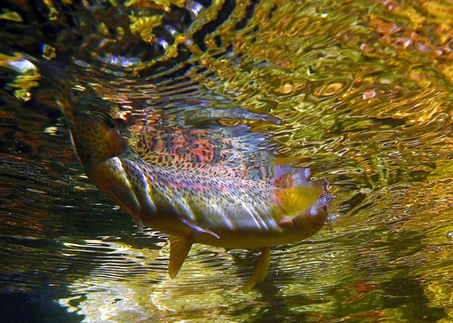 Under Water Trout 1