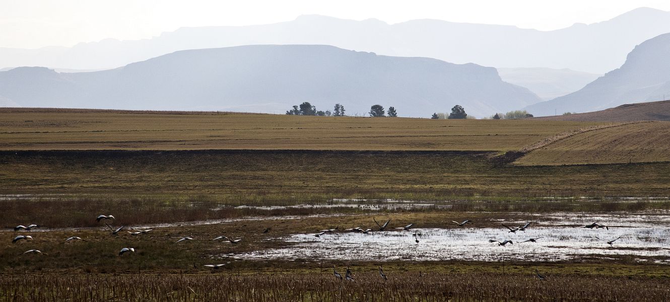 12_Crowned_Cranes