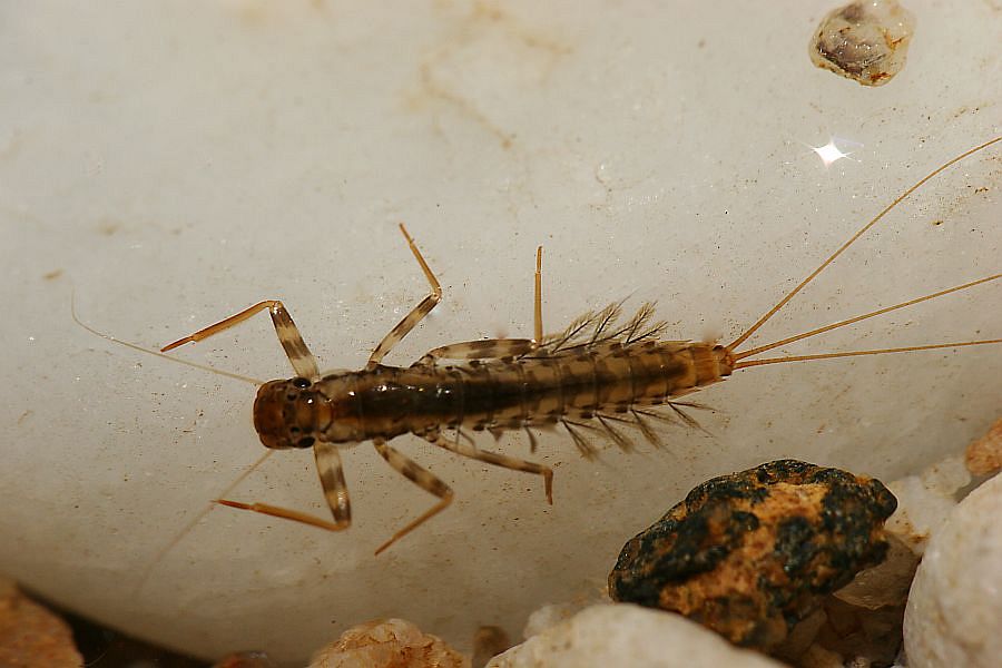 1_Typical_mayfly_nymph