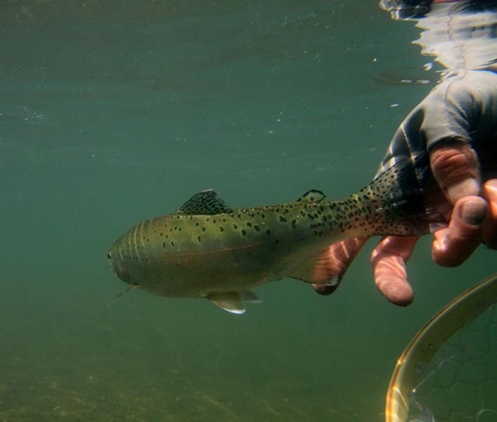 20. Sterkspruit rainbow with discrete markings