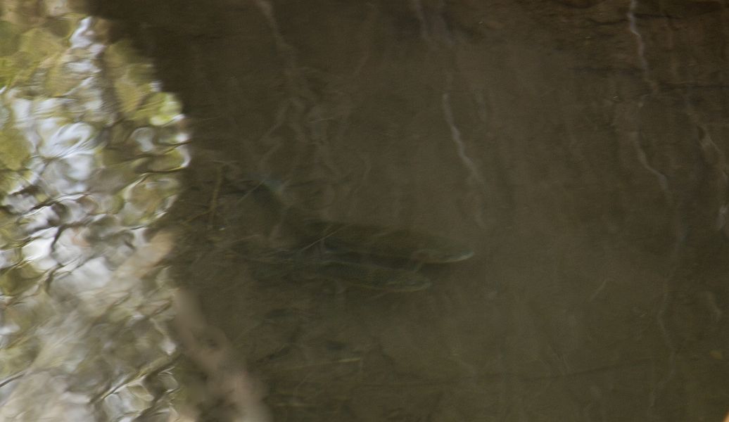 20_Trout_in_Basies_stream