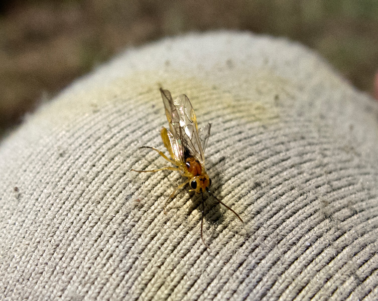 24. Sawfly adult