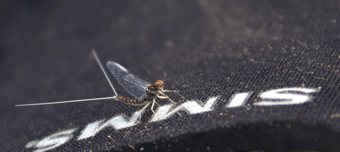 27. Mayfly spinner