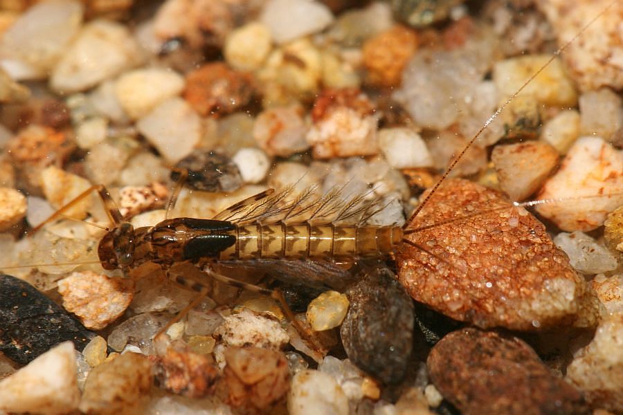 2_Baetid_mayfly_nymph