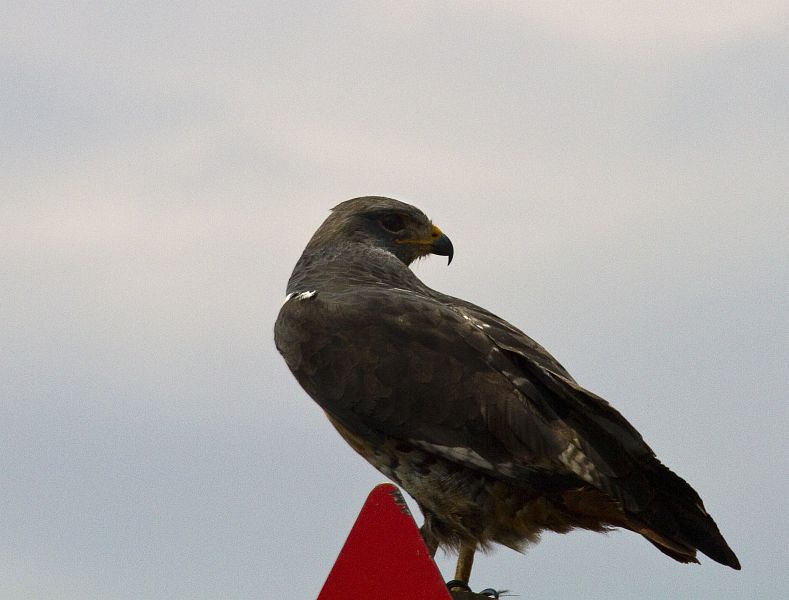 31_Jackal_Buzzard_juvenile