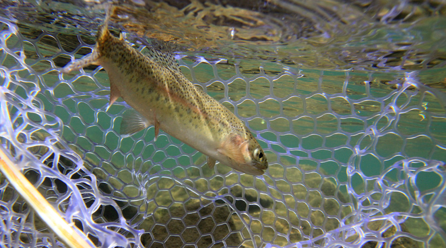 9. Bokspruit River rainbow at net