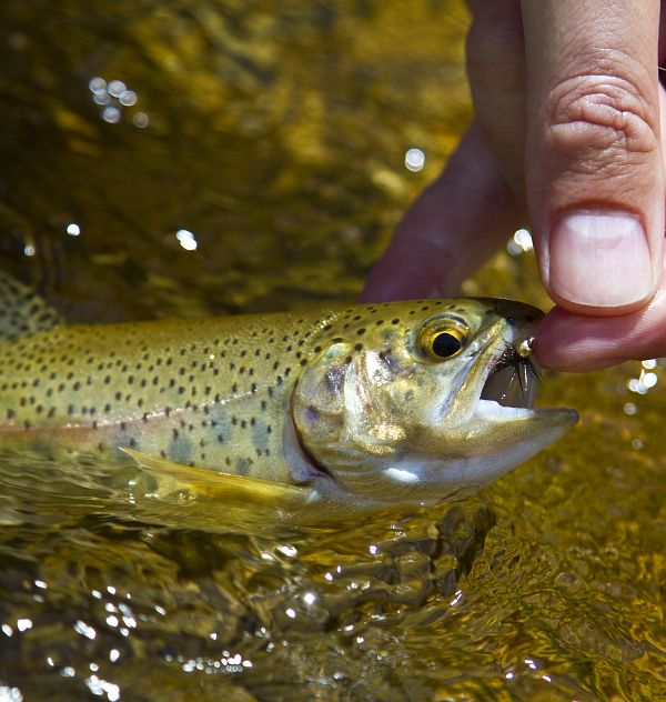 A_beautiful_rainbow_trout__25