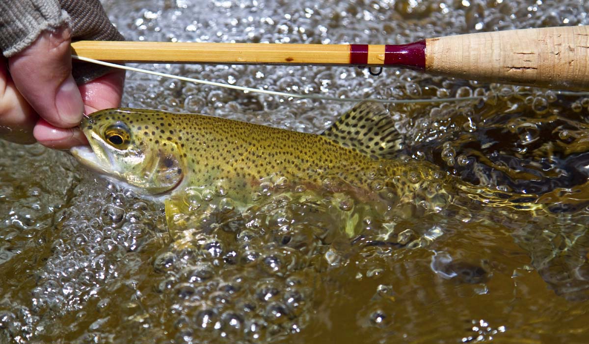 A_beautiful_rainbow_trout__43