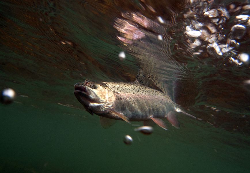 Bell_River_rainbow_trout