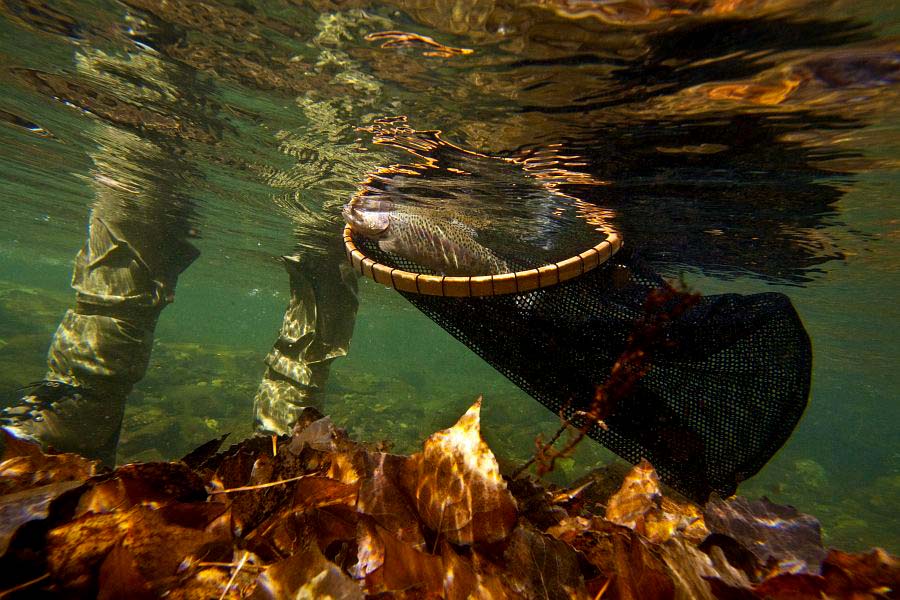 Bokspruit_River_rainbow_trout__17