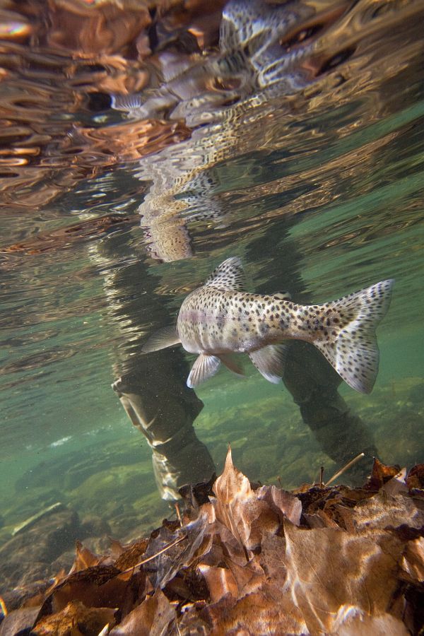 Bokspruit_River_rainbow_trout__19