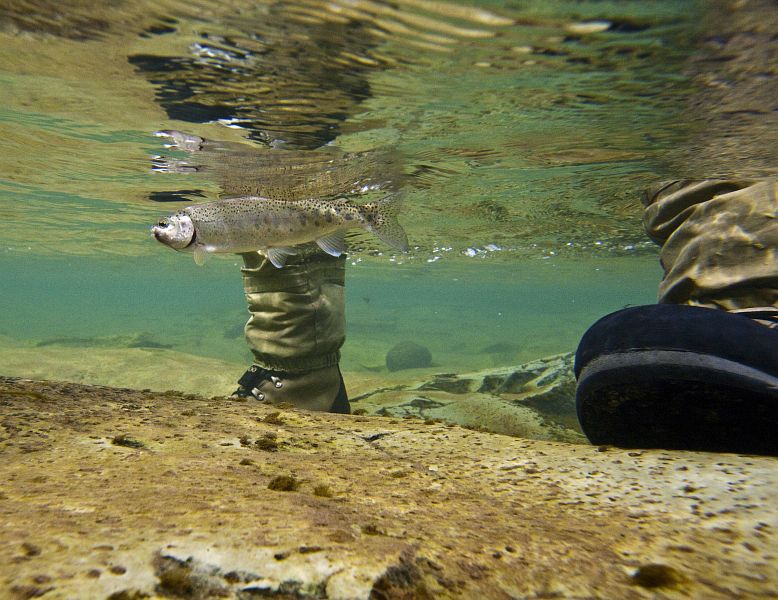 Bokspruit_River_rainbow_trout__9