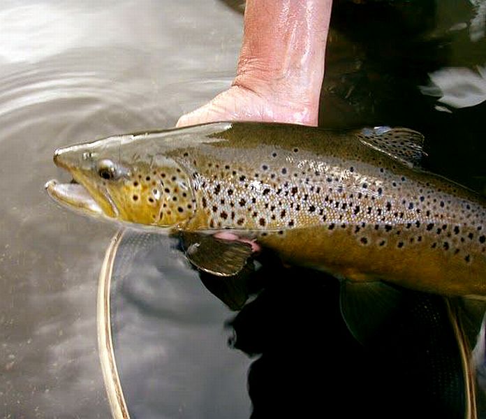 Brown_trout_Lesotho_2