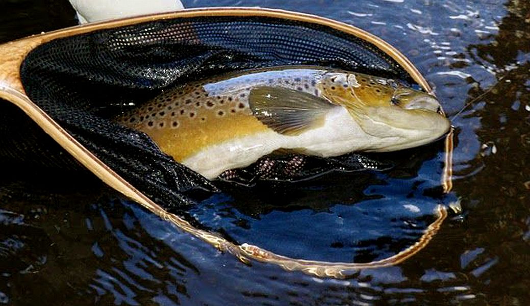 Brown_trout_Lesotho_4