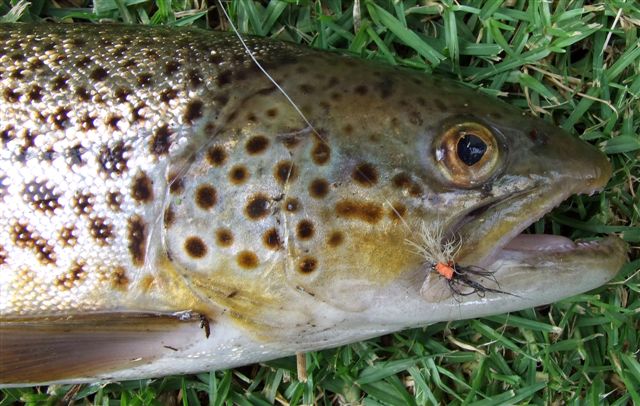 Bushmans_trout_2