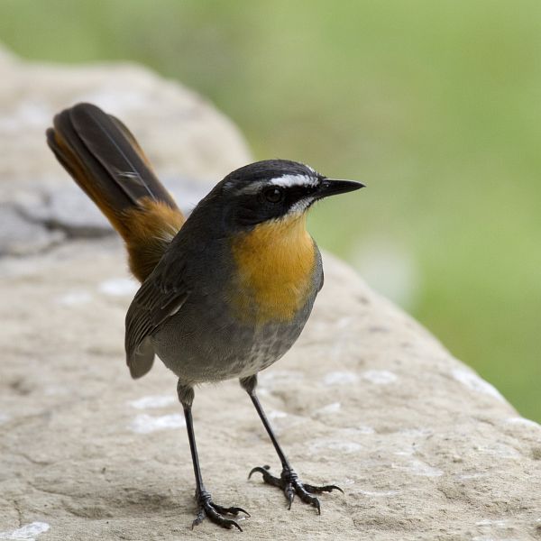 CAPE_ROBIN_ON_BIRKHALL