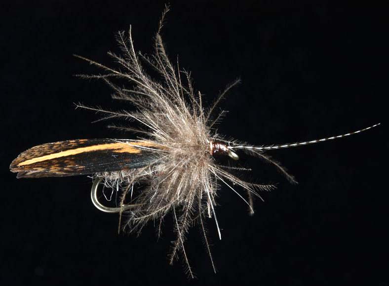 CDC_Brown_Sedge